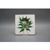 Sada obkladů Forli Blanco 15x15cm 6dílná Herbs č. 5